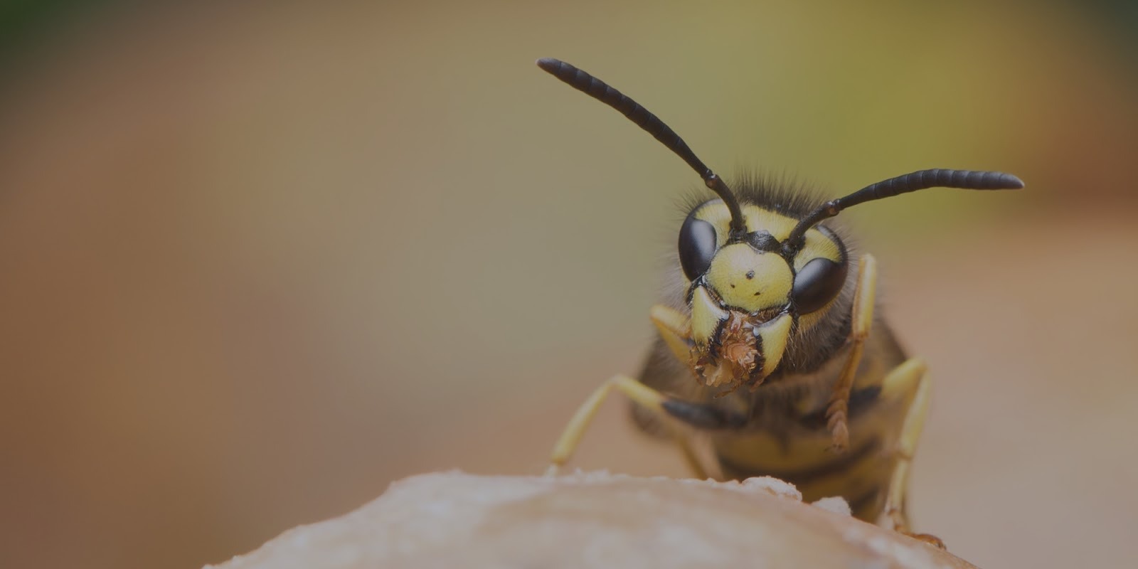 Wasp Exterminator in Chelmsford